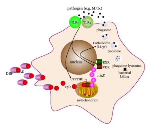 Vitamina D și patologiile microbiene Important in sistemul monokinelor; Monocitele sau macrofagii posedă CYP 27B1 sunt capabile să genereze 1,25(OH) 2 local; Rol de stimulare a sintezei de