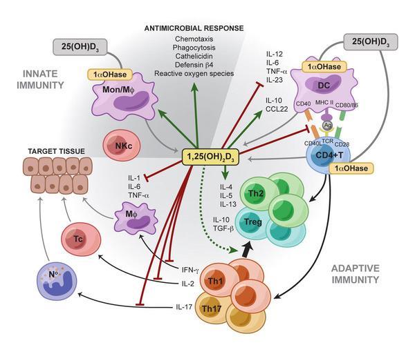 Vitamina D și sistemul imun Suprimă proliferarea și producerea de Ig + întârzie diferențierea celulelor B în celule plasmatice; Inhibă proliferarea T- celulelor