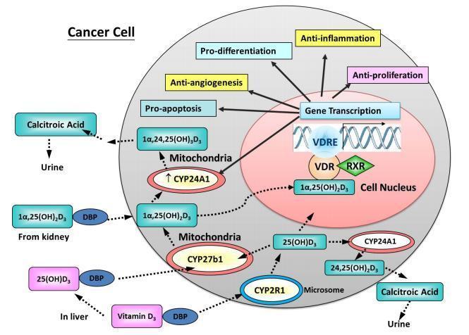 Vitamina D și cancerul Corelații inverse