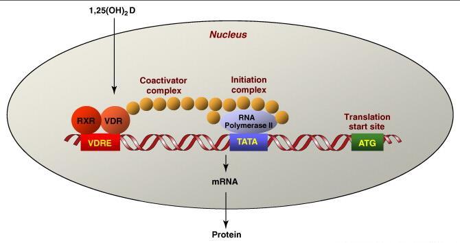 Receptorii pentru vitamina D (VDR) VDR factor de transcripție care se cuplează cu secvențe de DNA; VDR acționează în parteneriat cu receptorul X retinoid (RXR) heterodimeri determinând VDRE (Vit D