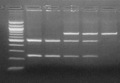 Όγκος Τελική συγκέντρωση PCR product 30.00 μl Ένζυμο Taq α I (20u/μl) 1.00 μl 0.5u 10x NE Buffer 3 4.00 μl 1x 100x BSA * 0.40μl 1x ddη 2Ο 4.60 μl - Τελικός όγκος (V ΤΕΛ) 40.