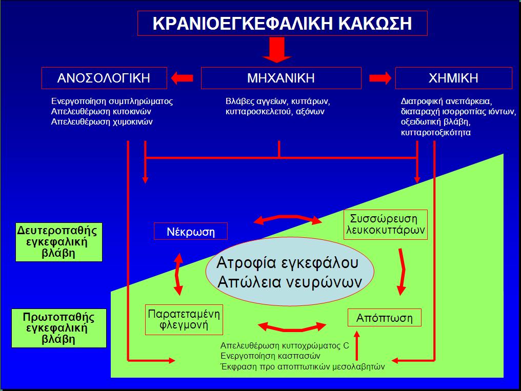 ΚΕΚ ΚΑΙ ΦΛΕΓΜΟΝΗ Εισαγωγή Το μέγεθος της εγκεφαλικής βλάβης μετά από ΚΕΚ καθορίζεται από τις πρωτοπαθείς και δευτεροπαθείς βλάβες.