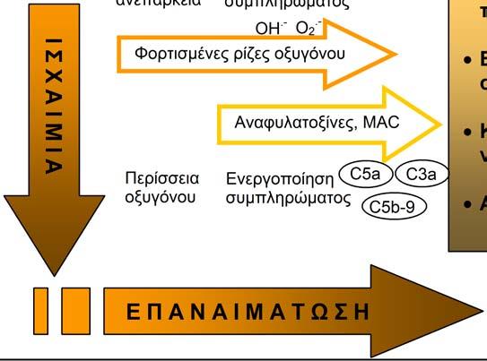 ορισμένα χαμηλού ΜΒ μόρια, όπως η α-τοκοφερόλη. Μελέτες φανερώνουν ότι παρατηρείται μια μείωση στα επίπεδα των αντιοξειδωτικών μορίων στον εγκέφαλο πειραματικών μοντέλων που υπέστησαν ΚΕΚ [200, 202].