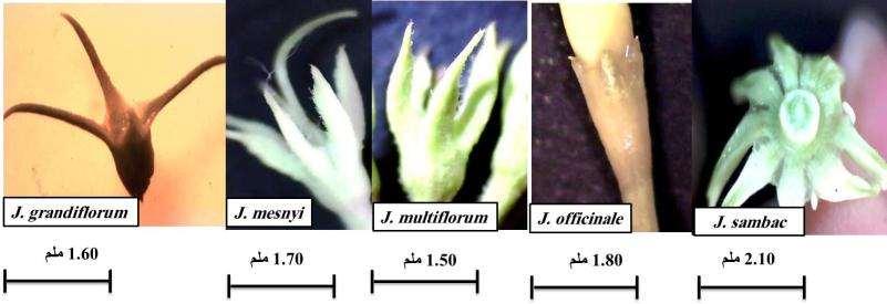 الفصل الثالث النتائج... 36 لحة )5(: التغاي ارت في أشكاؿ أبعاد الكؤس الزىرية ألناع الجنس.Jasminum لحة )6(: التغاي ارت في أشكاؿ أبعاد اال ارؽ التيجية ألناع الجنس.