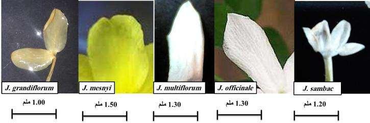 اي انيػػا متحػػدة مػػع التيج epipetalous ى يتكف مف جزئيف رئيسييف ىما: أ- المتك :anther المتػؾ كبيػر الحجػ ذ لػف أصػفر فػي جميػع األنػاع تتصػؿ المتػؾ بالخيطػات اتصػاال قاعػػػديا