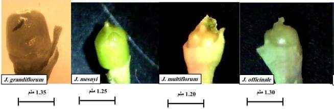 لمجنس Jasminum المنتشرة في سط جنبي الع ارؽ جد تفات ممحظ في مدة اإلزىار لألناع قيد الد ارسة فقد J.