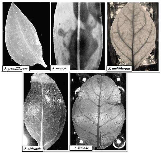 الفصل الثالث النتائج... 48 4-1-2-3: نظام التعرق في الرقة Leaf Venation أظيرت الد ارسة الحالية أف نظا التعرؽ في أ ارؽ جميع االناع قيد الد ارسة كاف شبكي لحة )12(.