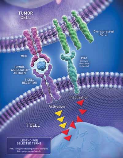 1 * Programmed Death 1 ** Pembrolizumab is indicated for the treatment of patients with unresectable or metastatic melanoma and disease progression following ipilimumab and, if BRAF V600 mutation