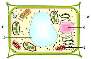 μανιτάρι σκύλος αμοιβάδα βακτήριο (4 Χ 0.25 μ = 1 μ) μ: (δ) Πιο κάτω απεικονίζεται ένα κύτταρο. Να απαντήσετε στις ερωτήσεις που ακολουθούν. Ι. Να ονομάσετε τα μέρη του κυττάρου με αριθμούς 1-5. 1.. 2.
