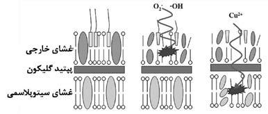 خارجی غشای به ترکیبات این نماید. تولید را OH و O 2 گونههای میتواند )لیپوفسفوساکارید( LPS و پروتئین فسفولیپید شامل که باکتریها دیگر روش در میشود.