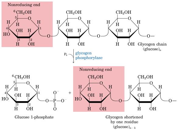 DEGRADACIÓN DE POLISACÁRIDOS Extremo No reductor Enlace (α 1-6) Pi fosforólisis glucógeno Glucógeno fosforilasa Moléculas de glucosa 1-fosfato Enzima desramificadora Actividad
