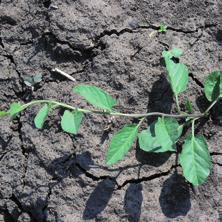 /ha) proti viacročným burinám (AGRRE, SORHA) zdroj: Monsanto 2010 2011, n = 8 7 dní pri redukovanom spracovaní pôdy Istý a trvalý účinok pri jednoročných