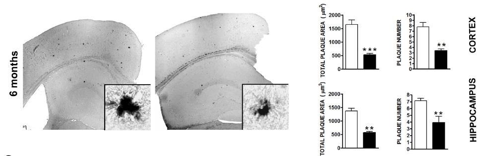 Άγλυκο ελευρωπαϊνης και Alzheimer Χρησιμοποιήθηκαν διπλά διαγονιδιακά ποντίκια TgCRND8 (που υπερεκφράζουν δυο μεταλλάξεις στην ανθρώπινη πρωτεΐνη προδρόμου αμυλοειδούς ), ηλικίας 1,5 και 4 μηνων, και