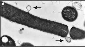 Šūnu veidi-4 Prokarioti un vīrusi BultiĦa norāda kā bakteriofāgs iekĝūst Bacillus anthracis šūnās.