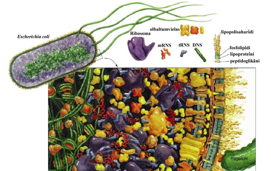 Baktērijas iekšējā uzbūve Šūnu veidi-6 Baktēriju citoplazma ir
