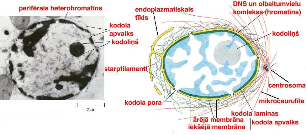 šūnas