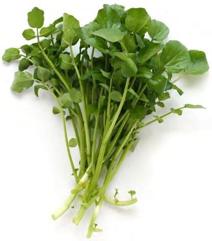 Νεροκάρδαμο (Nasturtium Officinale) Το νεροκάρδαμο είναι ένα πολυετές φυτό που ευδοκιμεί φυσικά σε καθαρό και κρύο νερό το οποίο έχει δύο με έξι ίντσες βάθος.