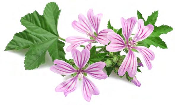 Μολόχα (Malva) Η μολόχα είναι ένα ετήσιο ή διετές αρωματικό φυτό, συχνά χνουδωτό.