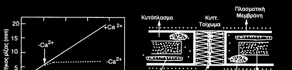 Ασβέστιο Αφθονία στα εδάφη Δυσκίνητο µέσα στο φυτό