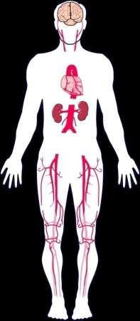 ΑΘΗΡΟΘΡΟΜΒΩΣΗ ΚΑΙ ΚΛΙΝΙΚΕΣ ΕΚΔΗΛΩΣΕΙΣ Acute coronary syndromes STEMI NSTEMI Unstable angina Stable CAD Atrial Fibrillation