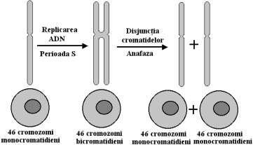 Eucromatina reprezintă regiunea slab condensată a cromatinei care conţine gene structurale şi este porţiunea funcţional activă a ADN-ului de pe care are loc transcripţia.