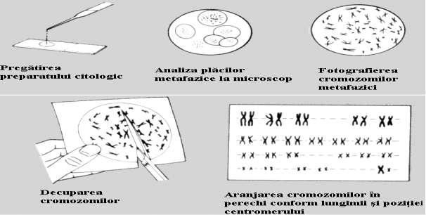 Citogenetica studiul cromozomilor