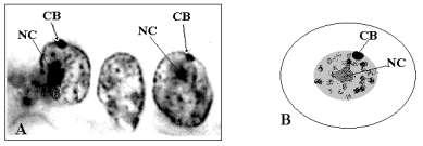 Cercetările de biologie moleculară au identificat pe cromozomul X un segment - (q13), implicat în inactivare, denumit centru de inactivare a cromozomului X (XIC).