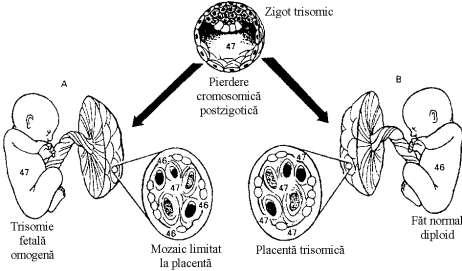 În cazul în care corecţia se produce doar în anumite celule, rezultă mozaicuri cromosomice: - corecţia unei trisomii prin pierderea cromosomului suplimentar determină producerea unui mozaic 47/46; -