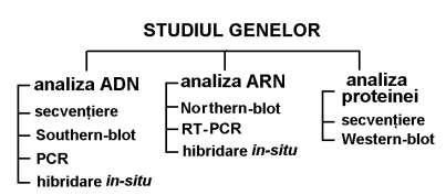 CURS 9 TEHNICI DE ANALIZĂ A GENELOR Tehnologia ADN recombinant a creat premisele dezvoltării unor metode de diagnostic molecular dotate cu capacitate de rezoluţie, grad de precizie şi nivel