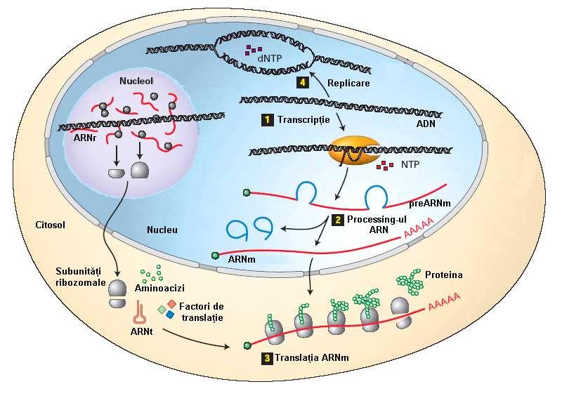 CURS 2 APARATUL GENETIC AL CELULEI UMANE Aparatul genetic al celulelor umane este format din structuri celulare ce conţin ADN (nucleul şi mitocondriile) şi care care intervin în realizarea funcţiilor