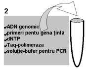 Aplicaţiile practice ale tehnicii PCR: - detectarea mutaţiilor cunoscute la bolnavi şi purtători, în diagnosticul prenatal şi presimptomatic al bolilor ereditare; -