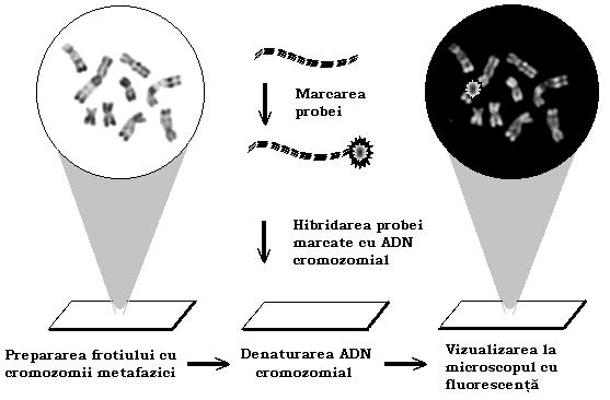 preparatele celulare: (1) o genă pe un anumit cromozom sau fragment de cromozom; (2) un ARNm într-o celulă particulară sau ţesut; (3) numărul moleculelor