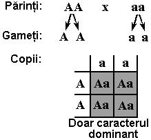 Combinarea independentă a genelor nealele din cromozomi neomologi Transmiterea înlănţuită a genelor localizate într-un cromozom CARACTERE MONOGENICE MENDELIENE Caracterele monogenice sunt caracterele