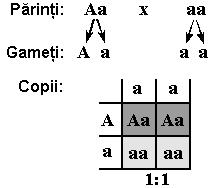 Exemple de caractere monogeneice normale pot fi: - grupele de antigene eritrocitare (AB0, Rh, MN, Xg, etc.); - grupele serice (haptoglobine, transferine, etc.