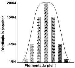 Culoarea pielii depinde de mai mulţi factori: grosimea şi transparenţa epidermei; starea circulaţiei la nivelul vaselor subepidermice; cantitatea de pigment melanic şi distribuţia acestuia (cel mai
