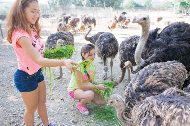 An Interactive Experience The core of our services is the ability of the guests to interact with the animals, not just observe them.