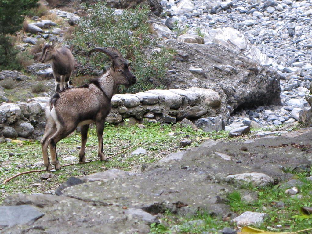 pyrenaica),