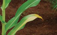 Humistar veicina barības vielu uzņemšanu no augsnes, uzlabo augsnes dabisko mikrofloru. Augsnes mēslošanai pirms sējas vai agrīnās attīstības stadijās.