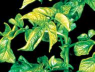 Ruter AA aizsargā no nelabvēlīgiem augšanas apstākļiem un nodrošina nepieciešamo mikroelementu daudzumu veģetācijas sākumā. Augsnes mēslošanai un caur lapām.