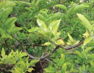Tradecorp Zn+Mn 100% EDTA helāts, nodrošina augus ar nepieciešamo cinka un mangāna daudzumu. Palielina ražu un uzlabo ražas kvalitāti. Uzlabo jauno dzinumu attīstību.