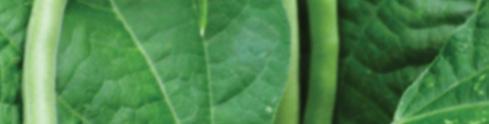 Tradecorp mēslošanas programmas izmēģinājumu rezultāti 2016 Lauka pupas Vecauce Kotini Izmēģinājumu vieta: Divas izmēģinājumu saimniecības ar dažādu augsnes un klimatisko faktoru: MPS Vecauce ZS
