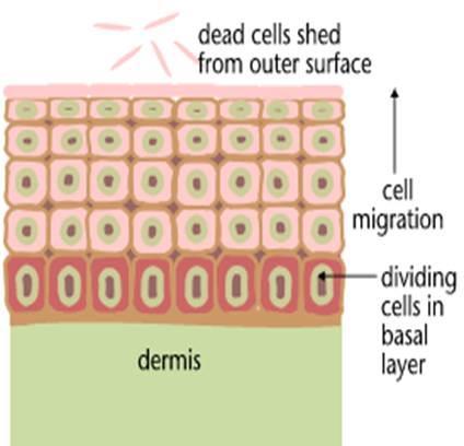 Κυτταρική Διαίρεση και Θάνατος Η διαίρεση των φυσιολογικών κυττάρων ελέγχεται με ακρίβεια.