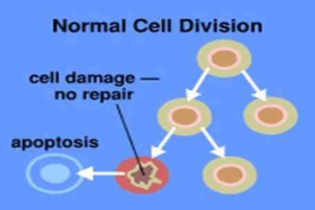 Κυτταρική Διαίρεση και Θάνατος Απόπτωση Φυσική αιτία κυτταρικού θανάτου. Προγραμματισμένος Κυτταρικός Θάνατος (ΠΚΘ) σε ανθρώπους και πολύ-κύτταρους οργανισμούς.