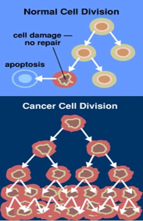 Κυτταρική Διαίρεση και Θάνατος Στον καρκίνο Τα κύτταρα διαιρούνται συνεχώς εκτός ελέγχου, ακόμη και αν δεν είναι απαραίτητο Συμπιέζουν τα άλλα φυσιολογικά κύτταρα και λειτουργούν ανώμαλα Μπορούν