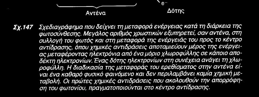 προστατεύουν τη Chla από την οξείδωση