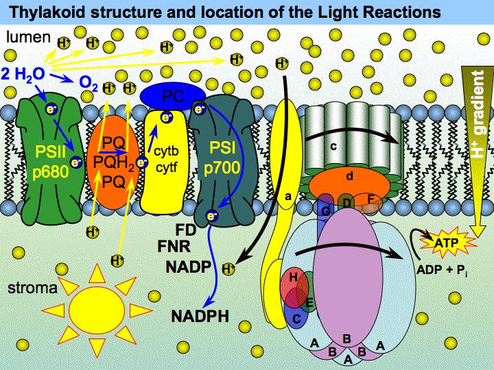 Φωτοσύστηµα Ι (PSI) οµή θυλακοειδούς και