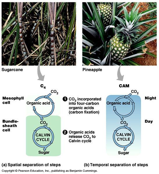 Όξινος µεταβολισµός στα Crassulaceae (CAM) (Νύχτα) καρβοξυλάση αναγωγή (Νύχτα-χυμοτόπιο) Άμυλο--------> ΡΕΡ-----------> ΟΑΑ-----------> Μηλικό οξύ Ζαχαροκάλαµο Ανανάς (ημέρα- κυτόπλασμα)