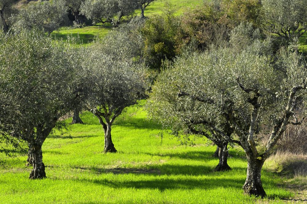 πάστα ελιάς μαλάσσεται για την εξαγωγή του ελαίου στην ίδια πέτρινη διάταξη.