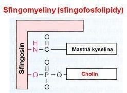 Obrázok 11 Obrázok Sfingomyelín (Zdroj: Koolman a Röhm 2012) Sfingomyelíny tvoria dôležité zložky biomembrán a vyskytujú sa hojne v mozgu a nervovom tkanive (Sedlák 2007). 2.4.