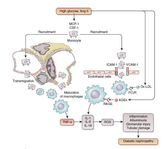 O ρόλος του συστήματος TNF-α στην παθογένεια της διαβητικής νεφροπάθειας Η υπεργλυκαιμία διεγείρει την παραγωγή και έκκριση TNF-α από μακροφάγα, σωληναριακά επιθηλιακά, σπειραματικά ενδοθηλιακά,